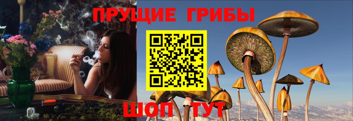 Галлюциногенные грибы Psilocybe Кунгур